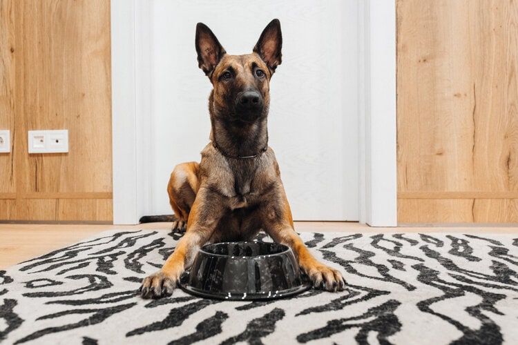 11 Best Dog Foods for Belgian Malinois in 2024 – Reviews & Top Picks