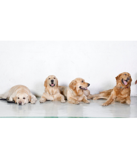 5 facts about Golden Retrievers as Pets