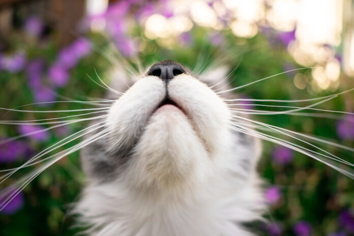 7 Fun Facts About Your Cat’s Nose and Sense of Smell