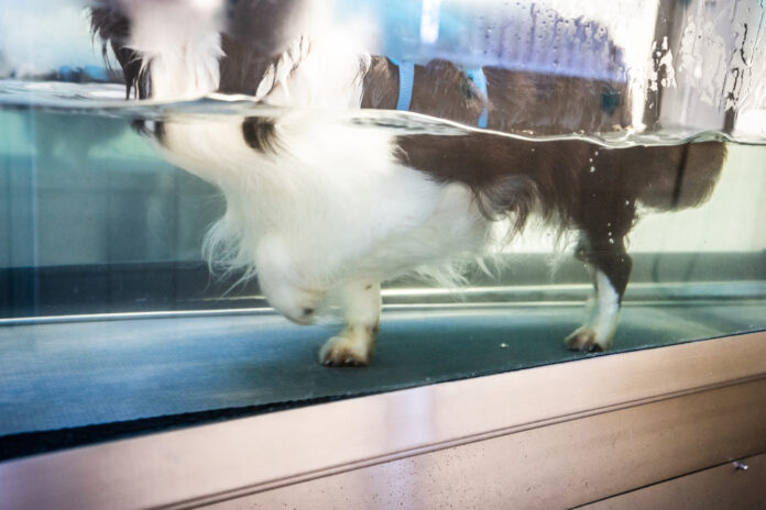 8 Times to Try Hydrotherapy for Dogs