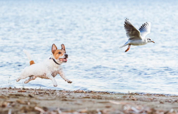 8 Ways to Manage a Dog with a High Prey Drive
