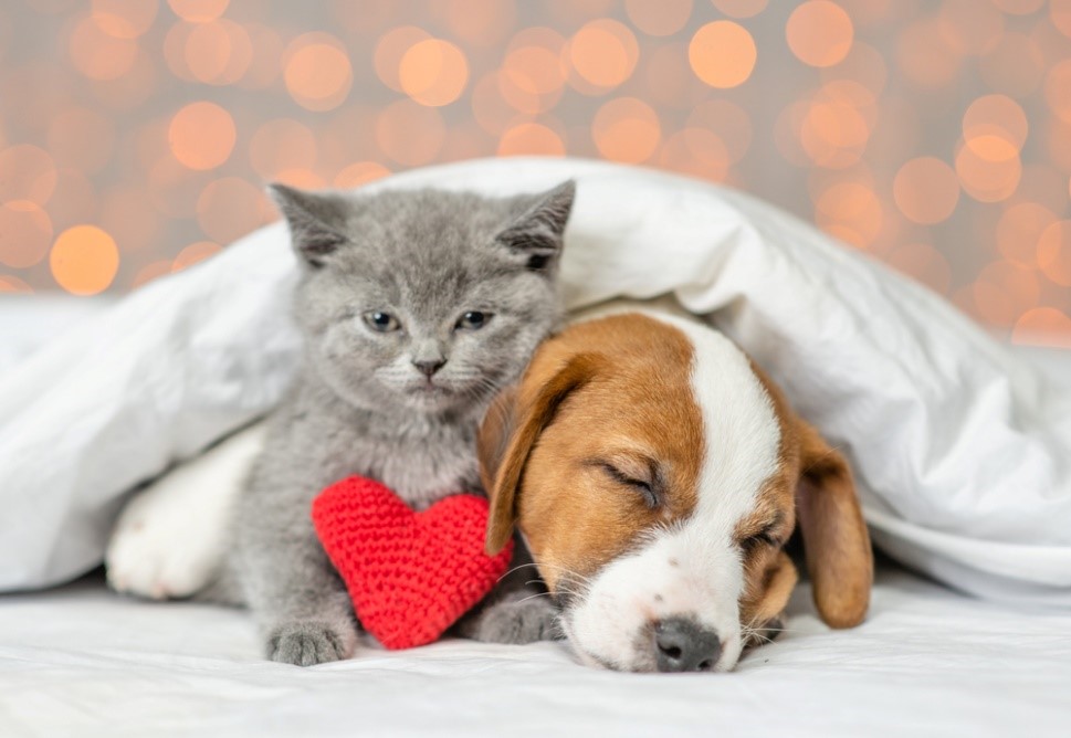 Avoid Valentine’s heartache: Vets Warn of 6 FATAL Dangers for Pets