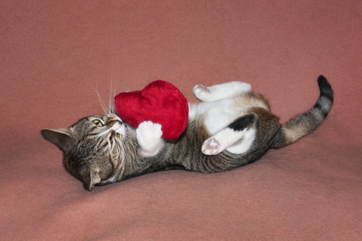Behaviors That Show Your Cat’s Love: Head-Butts, Bringing Gifts, Licking, and More