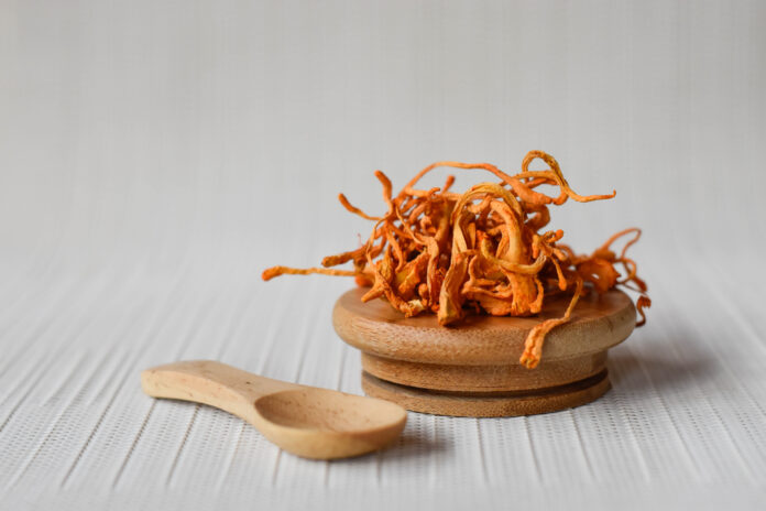 Cordyceps – An Adaptogenic Mushroom for Your Dog or Cat’s Adrenal Glands