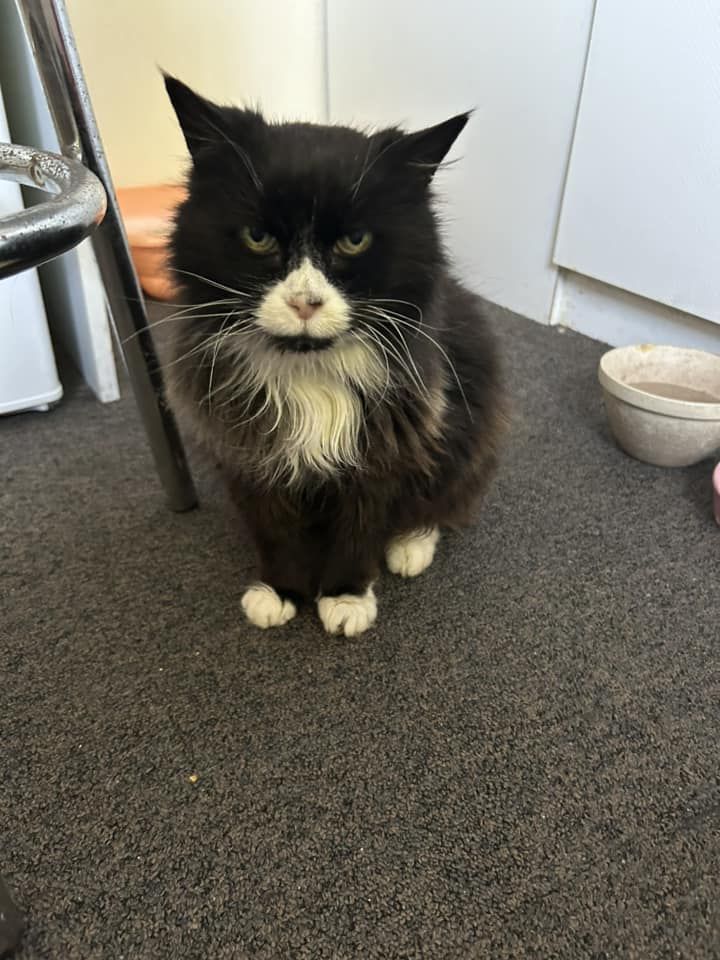 Elderly Cat Reunited with Family After 10 Years – Incredible Story of Whiskas the Missing Cat | RSPCA