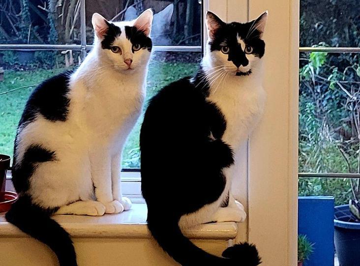 Heartbroken cats have been waiting 124 days to find love