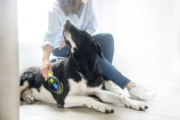 How This Innovative Laser Therapy Tool Resolves Your Dog or Cat’s Pain