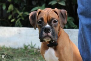My Beloved Boxer: Exploring the Allure, Origin, and Health Considerations of Boxer Dogs