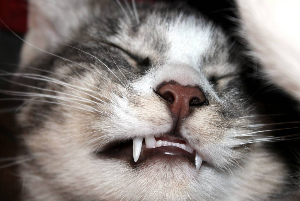 PDSA Weekly Pet Care Column: How To Brush Your Cat’s Teeth