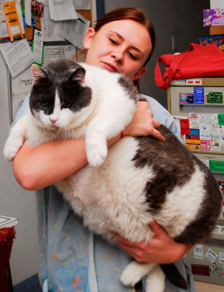 The Dangers of Obesity in Cats: Causes, Risks, and How to Assess Body Condition