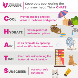 Tips for Keeping Cats Safe in Unpredictable Weather: Heatwaves, Floods, and Winter