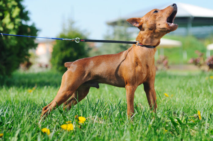 Top 11 Behavioral Problems in Dogs