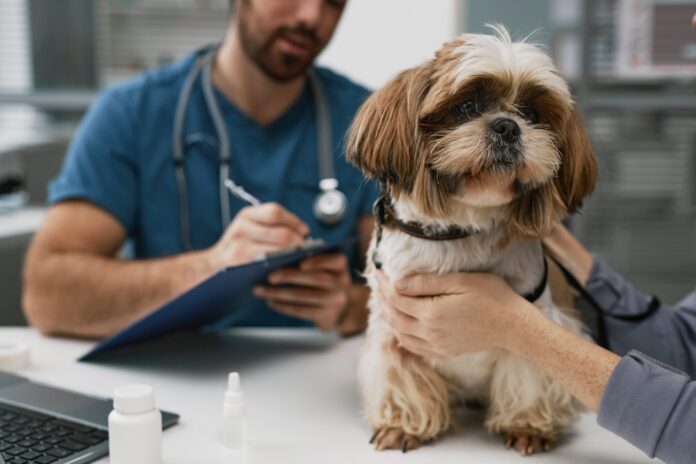 Understanding Pancreatitis in Dogs – What You Should Know