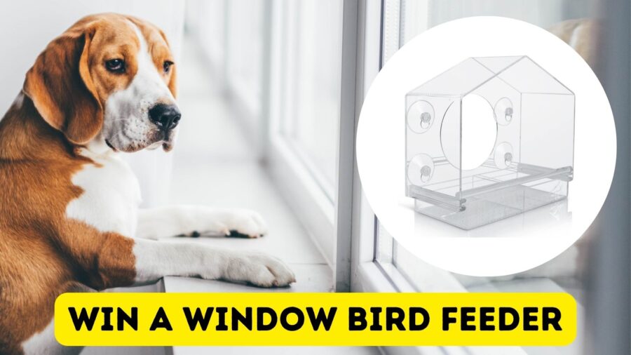 Win a Window Bird Feeder!