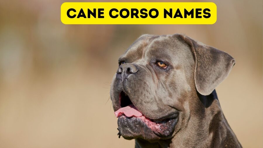 110+ Cane Corso Names