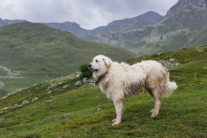 12 Livestock Guardian Dog Breeds (With Pictures) - Petsyclopedia News