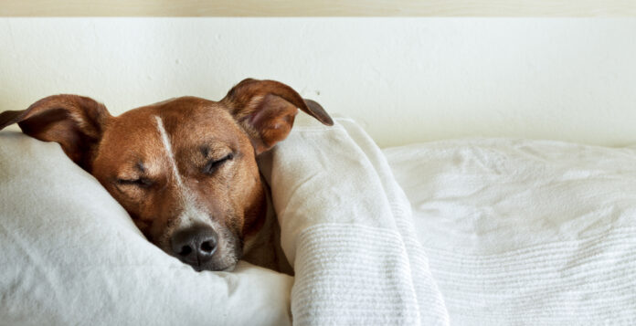 4 Most Common Infectious Diseases in Dogs
