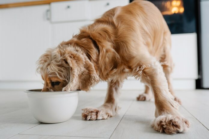 7 Reasons to Try Wet Food for Dogs and Cats