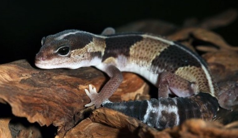 African Fat-Tailed Gecko: Basic Information