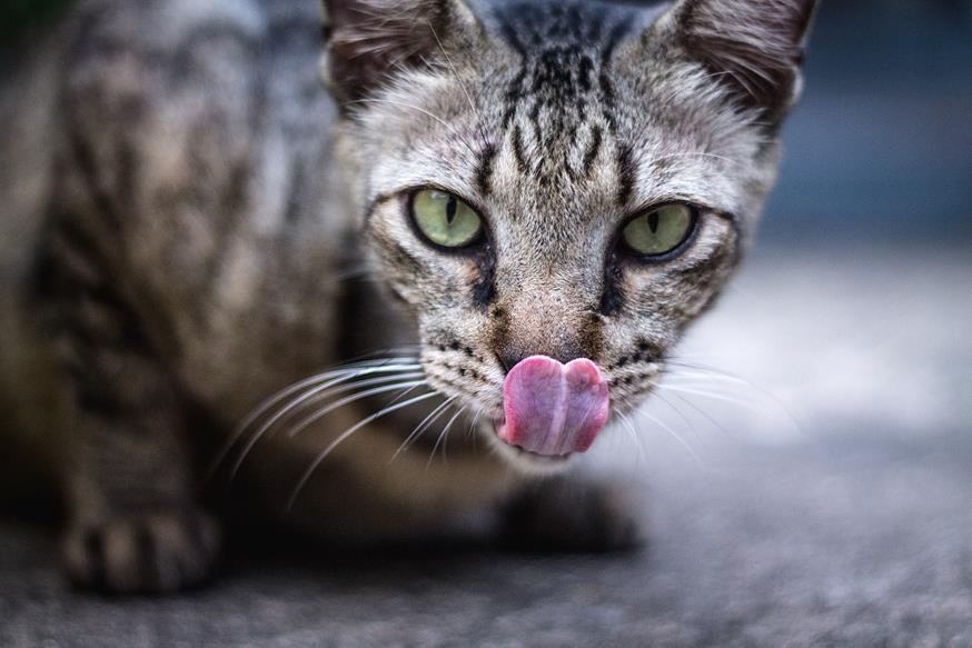Can Cats Taste Sweetness? Exploring Cats’ Unique Taste Receptors and Dietary Needs