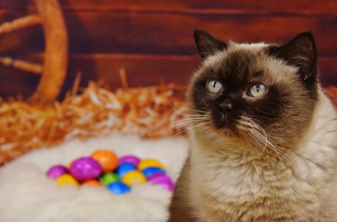 Chocolate Poisoning in Pets: Easter Safety Tips from PDSA Vet Nurse
