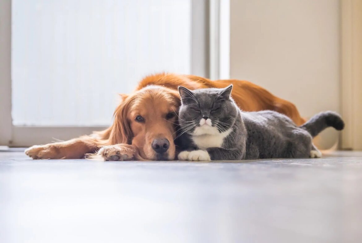 Choosing the Right Pet Sitter: Tips for Finding the Best Care
