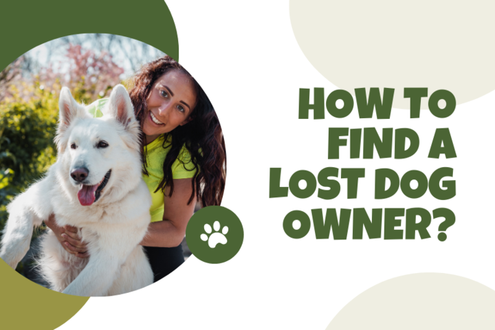 How to Find a Lost Dog Owner