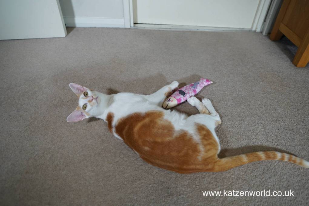 Magical Silvervine Cat Toys from Japan: Rennie and Freya’s Fun Adventure