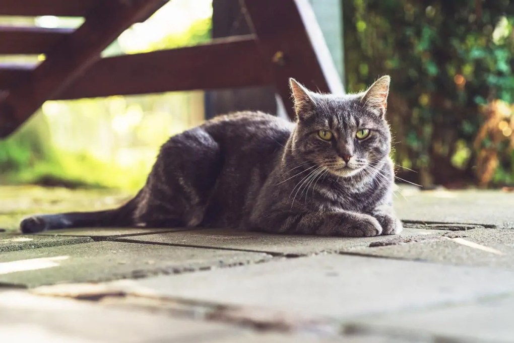 Purrfect Paradise: Design Tips for a Stylish & Secure Cat Garden