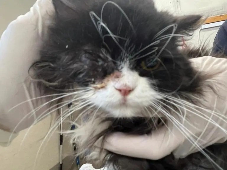 RSPCA Appeals for Help for Abandoned Cat with Eye Injury