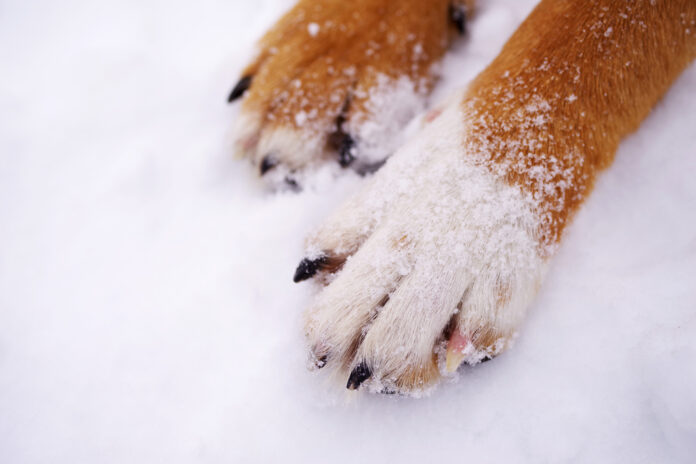 Shocking Ways Traditional Ice Melts Can Harm Cats and Dogs