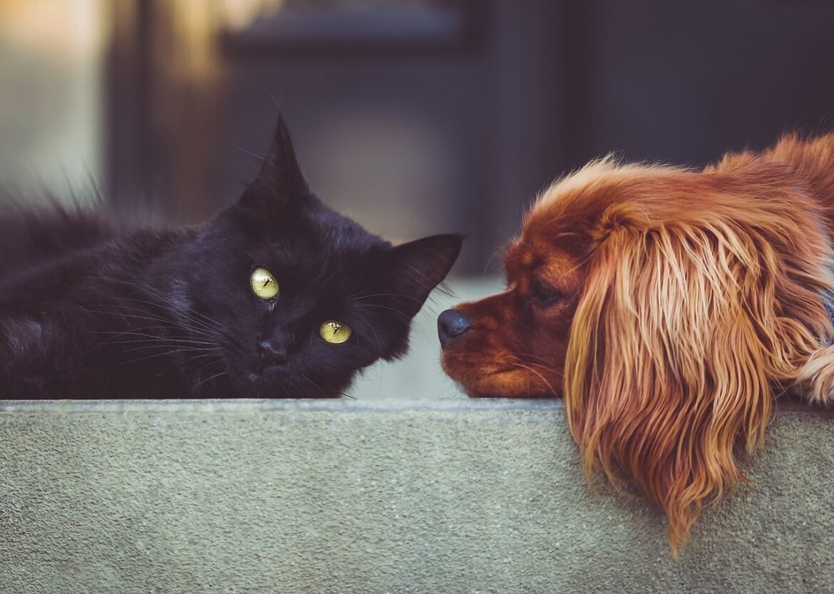 What are the reasons why dogs might dislike cats?