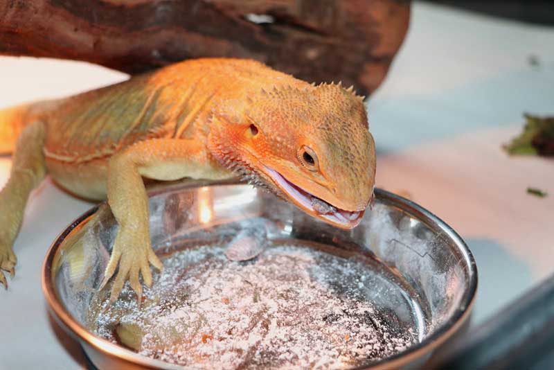 What do bearded dragons eat? (The Complete Diet Guide 2024)