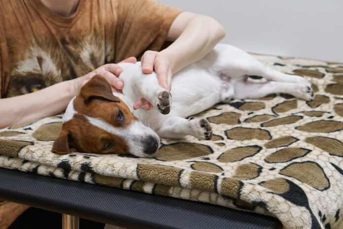 Why Acupressure Is an Effective Way to Help a Fearful Dog