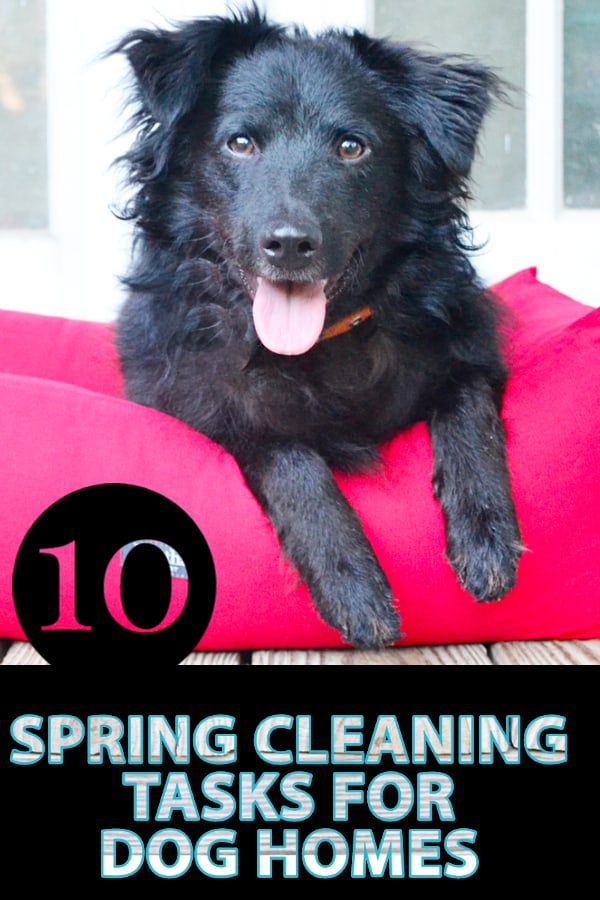 10 Spring Cleaning Tasks for Dog Homes