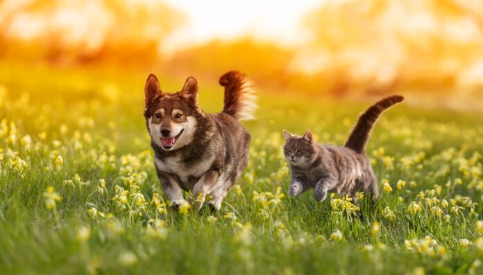 5 Ways to Help Prevent Cancer in Dogs & Cats