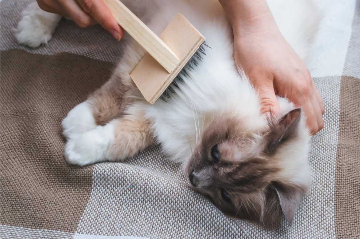 Essential Cat Grooming Tips for Happy and Healthy Felines