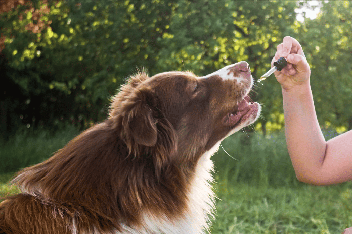 Everything You Need to Know About CBD and Dogs