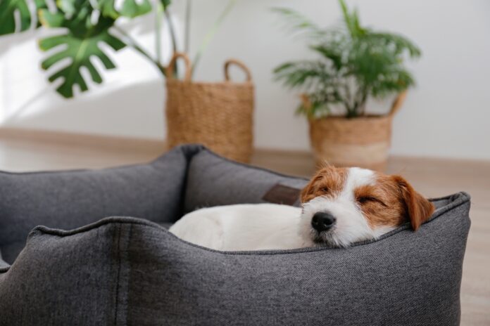 Find Out Why Cedar Is the Best Material for a Pet Bed Frame!