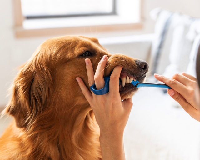 Learn the Secret Signs of Dental Problems in Dogs