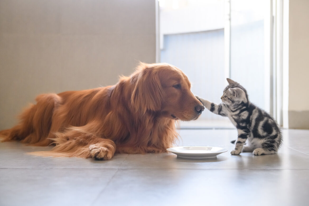 National Pet Month 2024: Celebrating the Bond with Practical Support