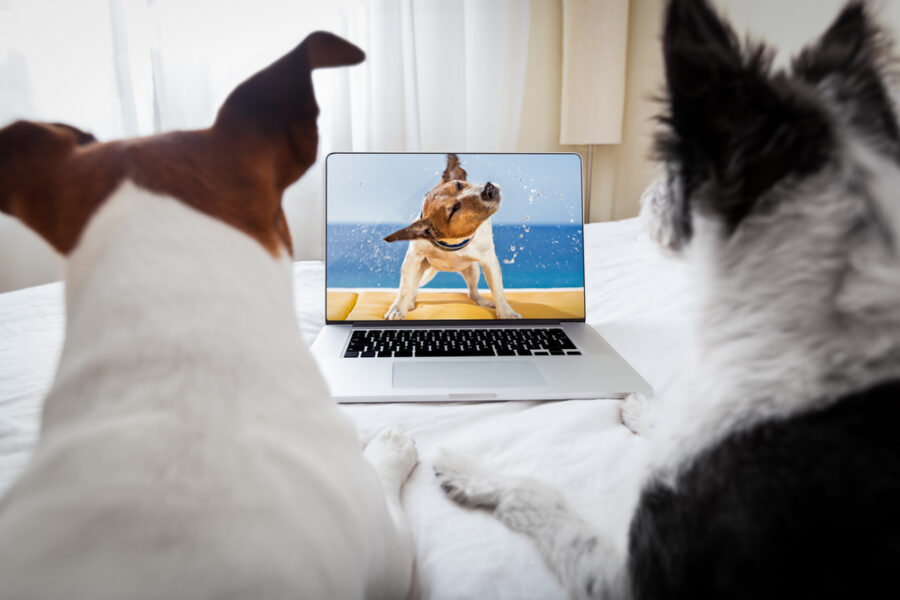 Screen Time for Our Furry Friends