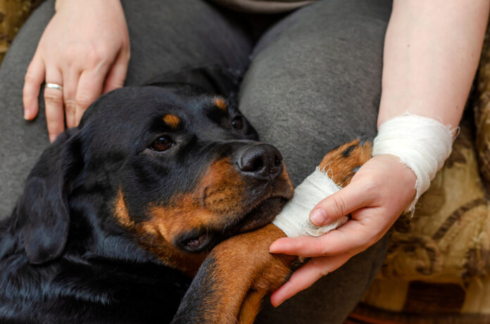 Tips From a Vet for Dealing with Minor Medical Emergencies at Home