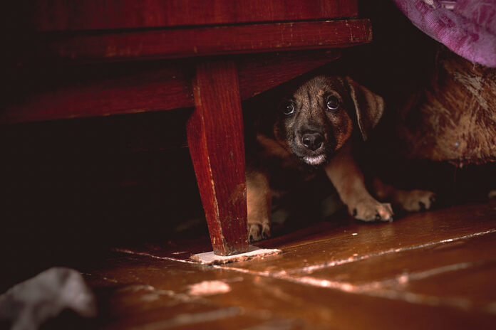 Understanding and Managing Fear Periods in Puppy Development
