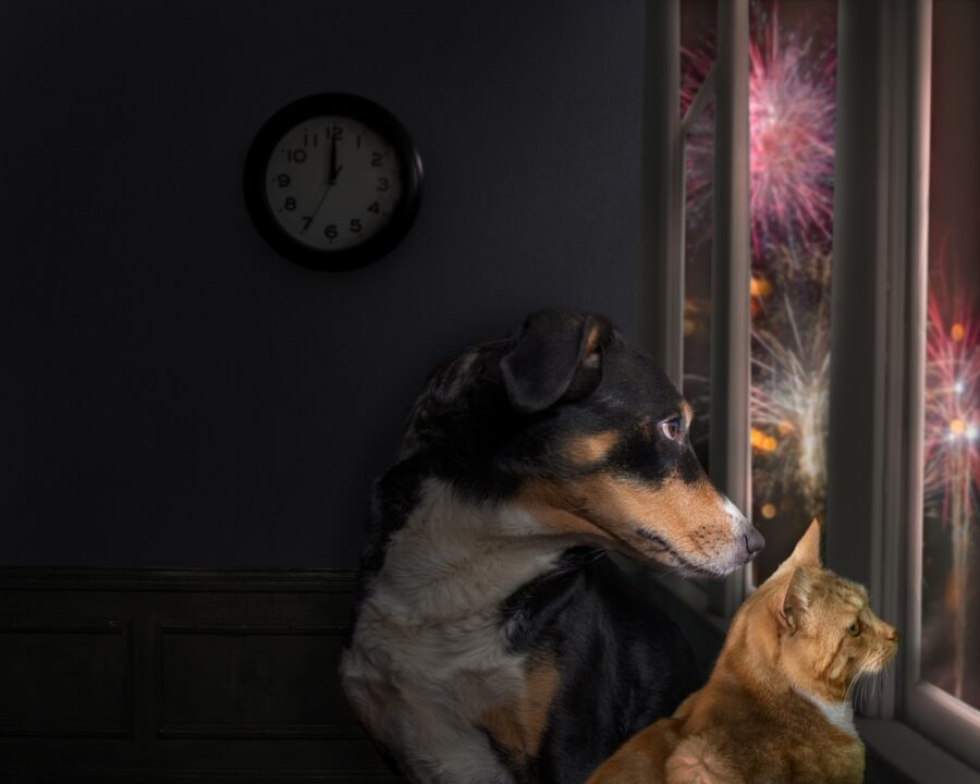 8 Tips to Keep Your Dog or Cat Calm During Fireworks