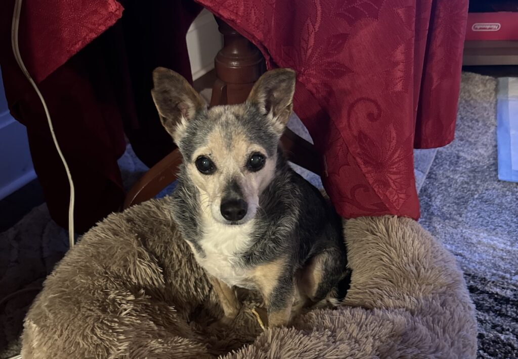 Audacious Side-Eye & Other Subtle Ways That Pip Shows Hate Toward Me