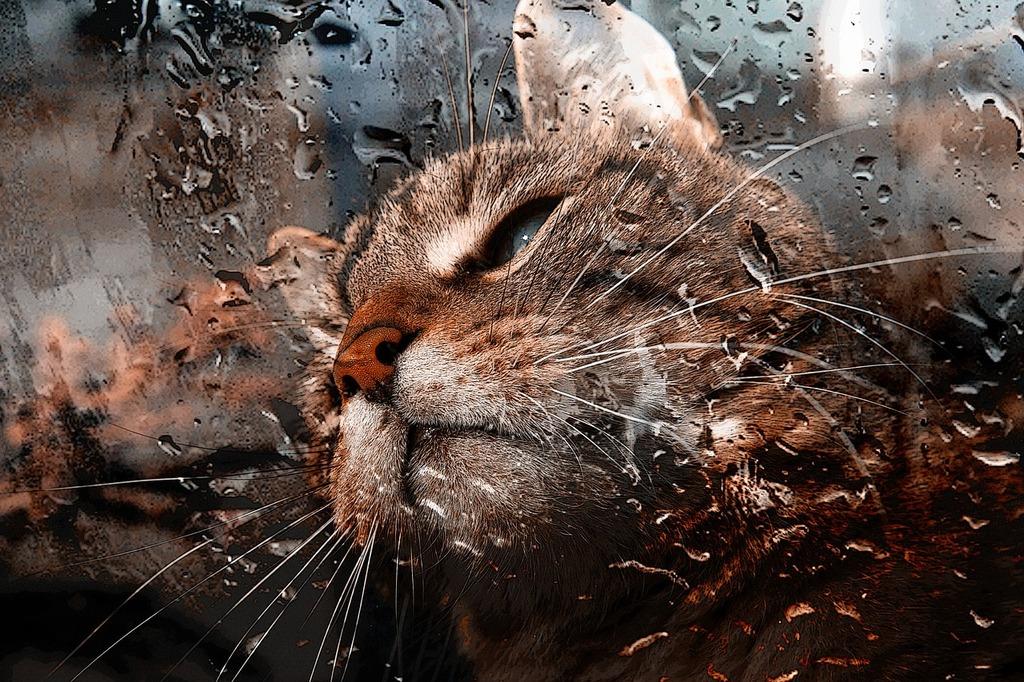 Louis Catorze: A Cat Who Loves the Rain