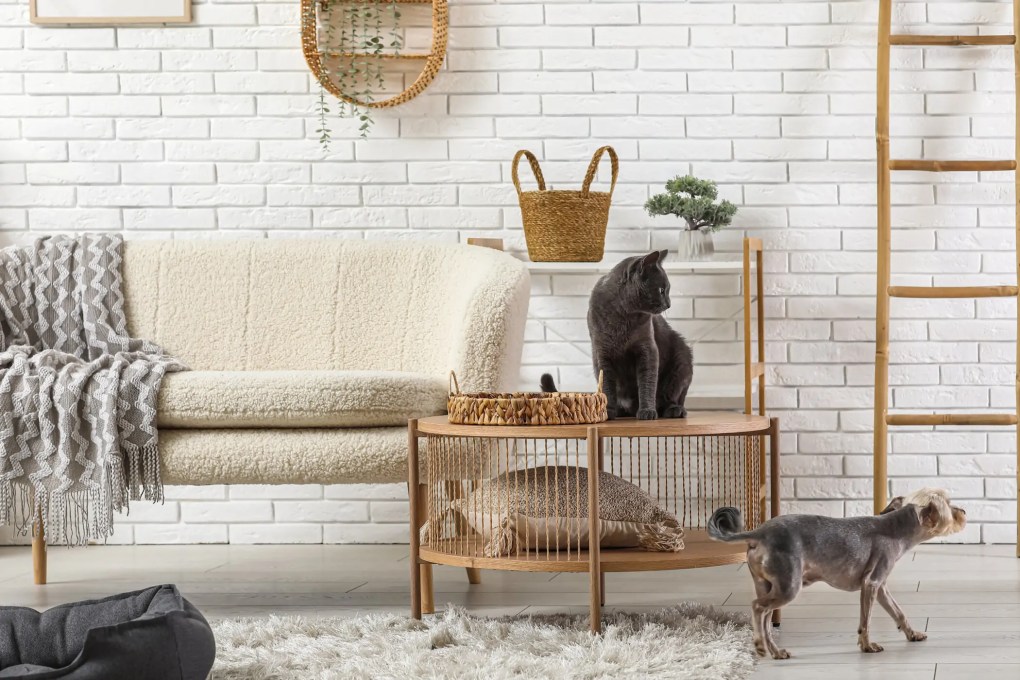 Terrier And Cat Harmony: 9 Tips For Peaceful, Pet-Friendly Home