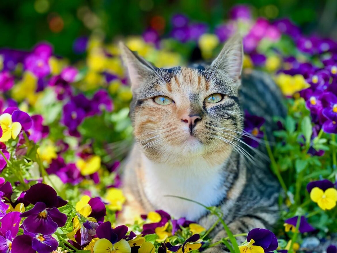 Top Tips for Cat Owners During National Gardening Week: Keeping Your Feline Friends Safe and Happy