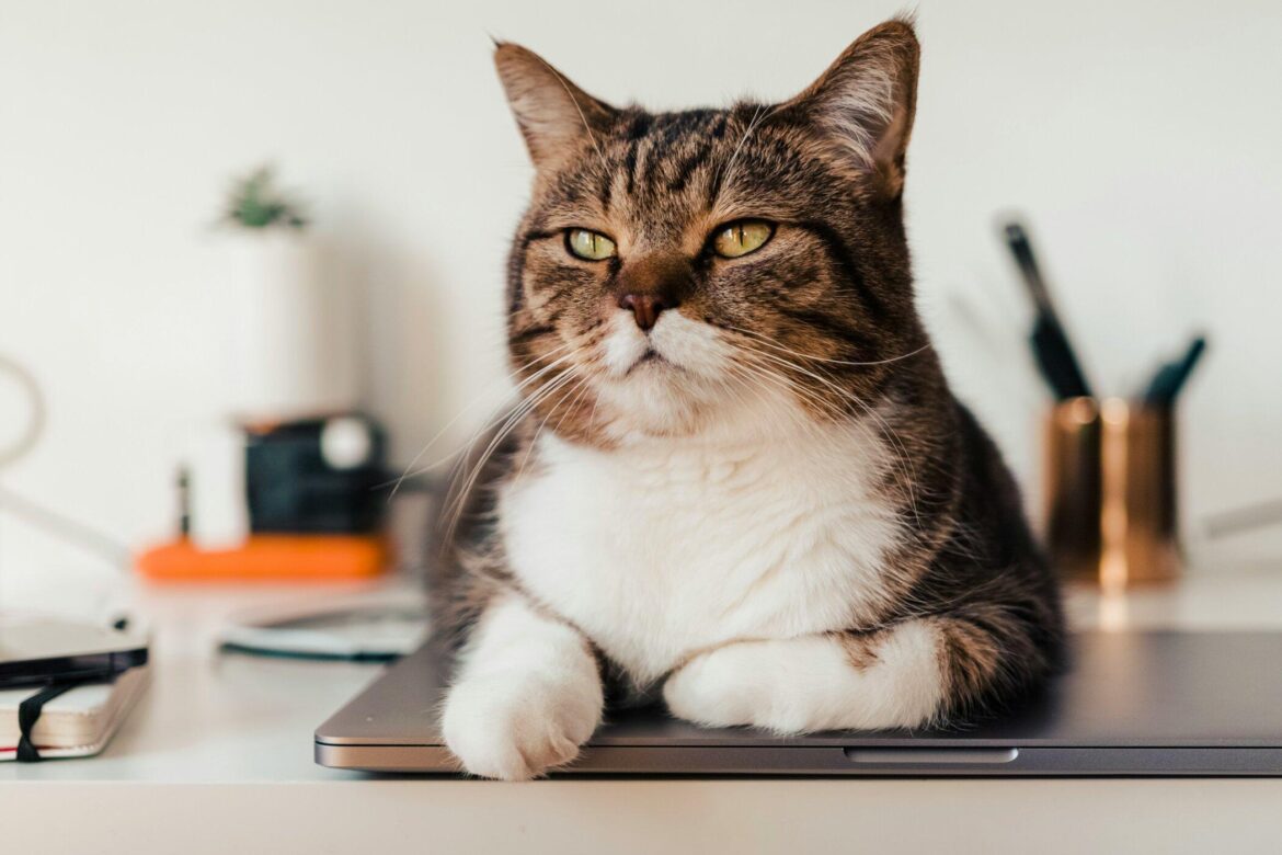 When Work or Travel Keeps You from Home, Who Can You Trust with Your Cat?